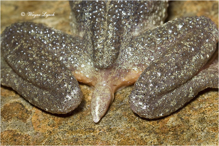 Rocky Mountain Tailed Frog 110 by Dr. Wayne Lynch &copy;